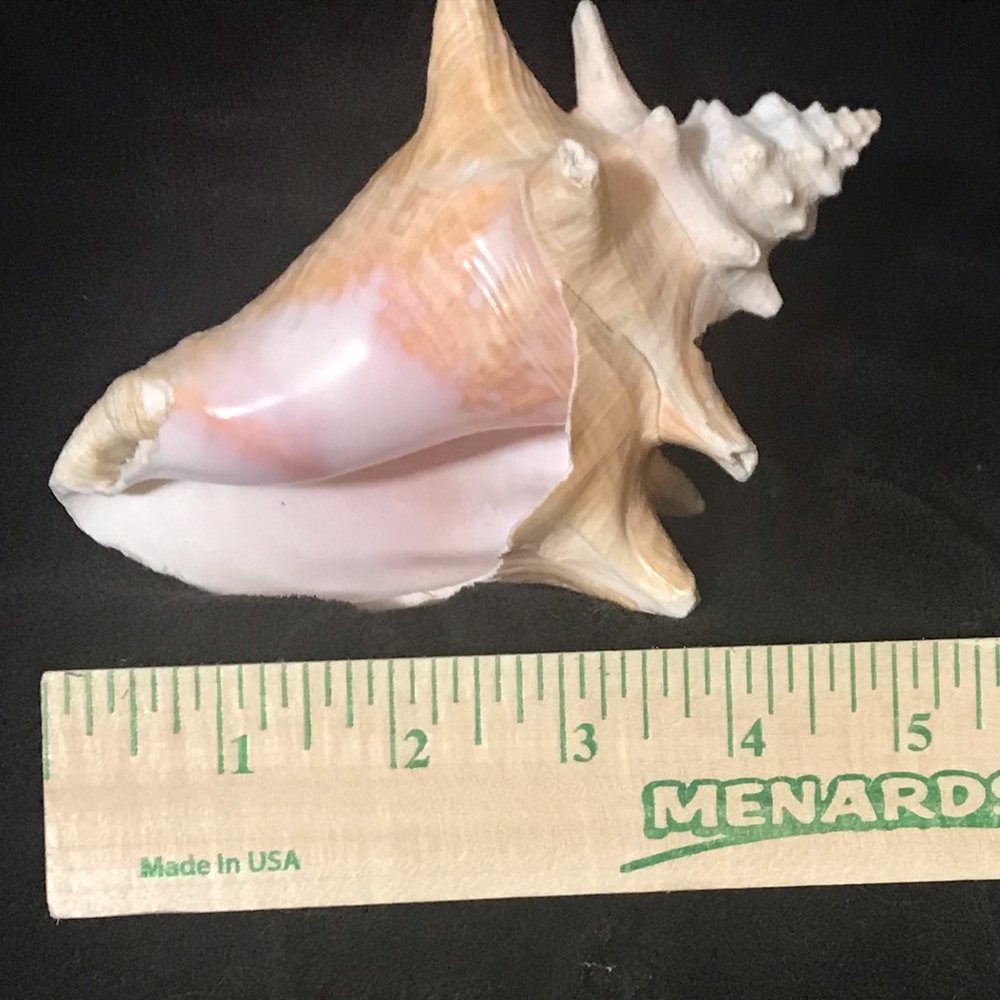 Conch Shell Decor - Picture 3 of 4